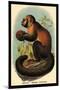 Smooth-Headed Capuchin-G.r. Waterhouse-Mounted Art Print
