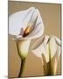 Smooth Lilies-Carolina Alotus-Mounted Giclee Print