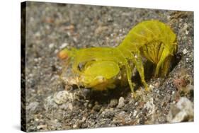 Smooth Mantis Shrimp Female-Hal Beral-Stretched Canvas