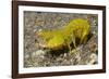 Smooth Mantis Shrimp Female-Hal Beral-Framed Photographic Print