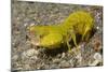 Smooth Mantis Shrimp Female-Hal Beral-Mounted Photographic Print