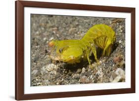 Smooth Mantis Shrimp Female-Hal Beral-Framed Photographic Print