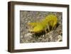 Smooth Mantis Shrimp Female-Hal Beral-Framed Photographic Print