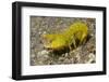 Smooth Mantis Shrimp Female-Hal Beral-Framed Photographic Print