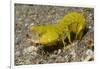 Smooth Mantis Shrimp Female-Hal Beral-Framed Photographic Print