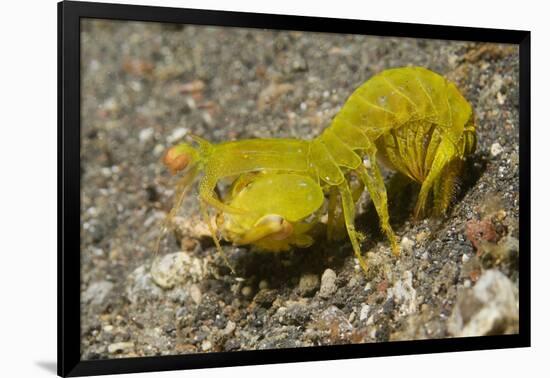 Smooth Mantis Shrimp Female-Hal Beral-Framed Photographic Print