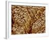 Smooth muscle of trachea of a dog-Micro Discovery-Framed Photographic Print