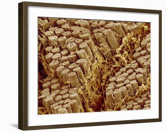 Smooth muscle of trachea of a dog-Micro Discovery-Framed Photographic Print