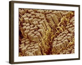 Smooth muscle of trachea of a dog-Micro Discovery-Framed Photographic Print