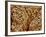 Smooth muscle of trachea of a dog-Micro Discovery-Framed Photographic Print