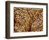 Smooth muscle of trachea of a dog-Micro Discovery-Framed Photographic Print