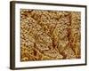 Smooth muscle of trachea of a dog-Micro Discovery-Framed Photographic Print