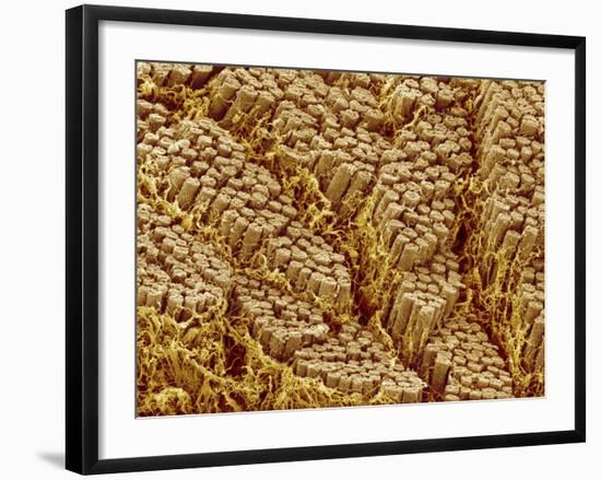 Smooth muscle of trachea of a dog-Micro Discovery-Framed Photographic Print