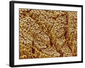 Smooth muscle of trachea of a dog-Micro Discovery-Framed Photographic Print