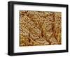 Smooth muscle of trachea of a dog-Micro Discovery-Framed Photographic Print