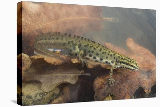 Smooth Newt Male in the Water-null-Stretched Canvas