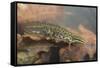 Smooth Newt Male in the Water-null-Framed Stretched Canvas