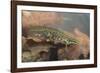 Smooth Newt Male in the Water-null-Framed Photographic Print