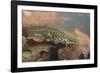 Smooth Newt Male in the Water-null-Framed Photographic Print