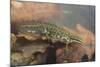 Smooth Newt Male in the Water-null-Mounted Photographic Print