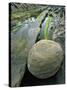 Smooth Sandstone Boulder, Shore Acres State Park, Oregon, USA-Jaynes Gallery-Stretched Canvas