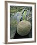 Smooth Sandstone Boulder, Shore Acres State Park, Oregon, USA-Jaynes Gallery-Framed Photographic Print