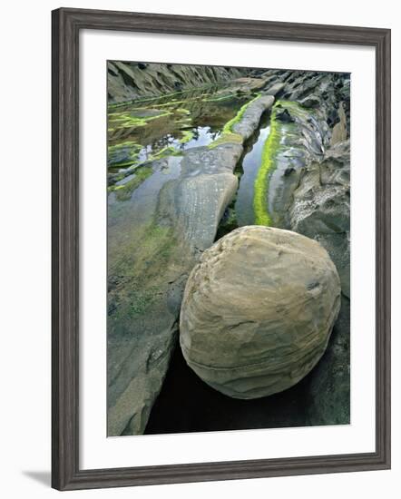 Smooth Sandstone Boulder, Shore Acres State Park, Oregon, USA-Jaynes Gallery-Framed Photographic Print