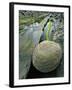 Smooth Sandstone Boulder, Shore Acres State Park, Oregon, USA-Jaynes Gallery-Framed Photographic Print