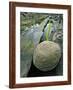 Smooth Sandstone Boulder, Shore Acres State Park, Oregon, USA-Jaynes Gallery-Framed Photographic Print