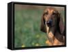 Smooth / Short-Haired Segugio Italiano Hound Portrait-Adriano Bacchella-Framed Stretched Canvas