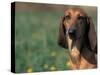 Smooth / Short-Haired Segugio Italiano Hound Portrait-Adriano Bacchella-Stretched Canvas