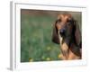 Smooth / Short-Haired Segugio Italiano Hound Portrait-Adriano Bacchella-Framed Photographic Print