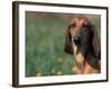 Smooth / Short-Haired Segugio Italiano Hound Portrait-Adriano Bacchella-Framed Photographic Print