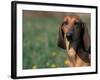 Smooth / Short-Haired Segugio Italiano Hound Portrait-Adriano Bacchella-Framed Photographic Print