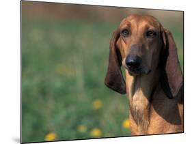 Smooth / Short-Haired Segugio Italiano Hound Portrait-Adriano Bacchella-Mounted Photographic Print