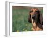 Smooth / Short-Haired Segugio Italiano Hound Portrait-Adriano Bacchella-Framed Photographic Print