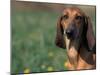 Smooth / Short-Haired Segugio Italiano Hound Portrait-Adriano Bacchella-Mounted Photographic Print