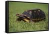 Smooth Snake-Necked Turtle-DLILLC-Framed Stretched Canvas