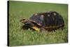 Smooth Snake-Necked Turtle-DLILLC-Stretched Canvas