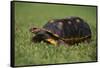 Smooth Snake-Necked Turtle-DLILLC-Framed Stretched Canvas