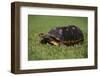 Smooth Snake-Necked Turtle-DLILLC-Framed Photographic Print