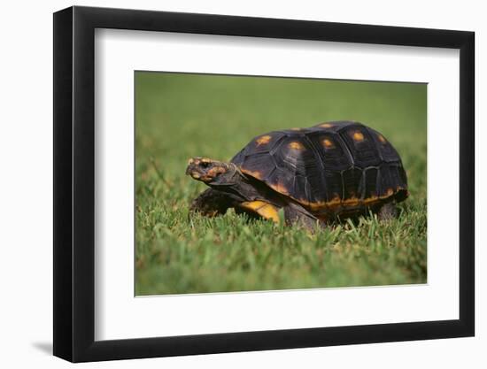 Smooth Snake-Necked Turtle-DLILLC-Framed Photographic Print