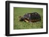 Smooth Snake-Necked Turtle-DLILLC-Framed Photographic Print