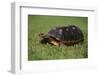 Smooth Snake-Necked Turtle-DLILLC-Framed Photographic Print