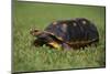 Smooth Snake-Necked Turtle-DLILLC-Mounted Photographic Print