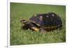 Smooth Snake-Necked Turtle-DLILLC-Framed Photographic Print