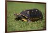 Smooth Snake-Necked Turtle-DLILLC-Framed Photographic Print