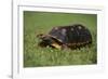 Smooth Snake-Necked Turtle-DLILLC-Framed Photographic Print