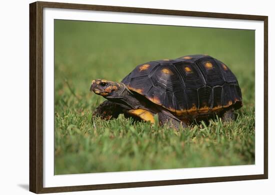 Smooth Snake-Necked Turtle-DLILLC-Framed Photographic Print