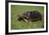 Smooth Snake-Necked Turtle-DLILLC-Framed Photographic Print